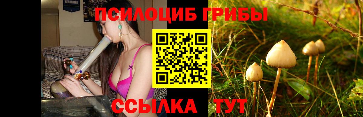 Псилоцибиновые грибы Psilocybine cubensis Артёмовский